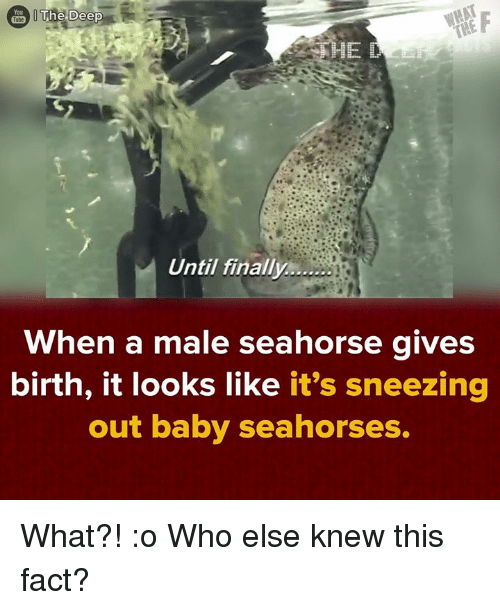 Detail Seahorse Meme Nomer 52