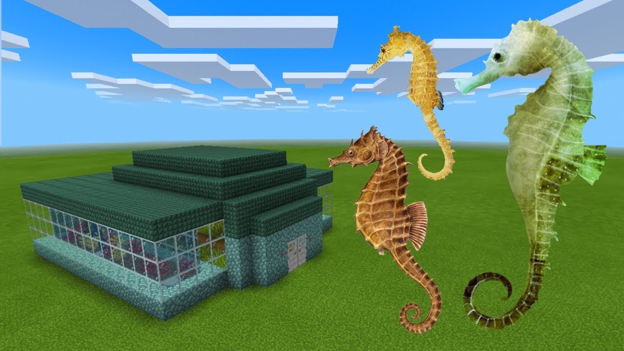 Seahorse Minecraft - KibrisPDR