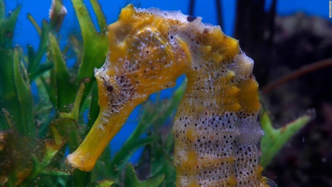 Detail Seahorse Picture Nomer 57