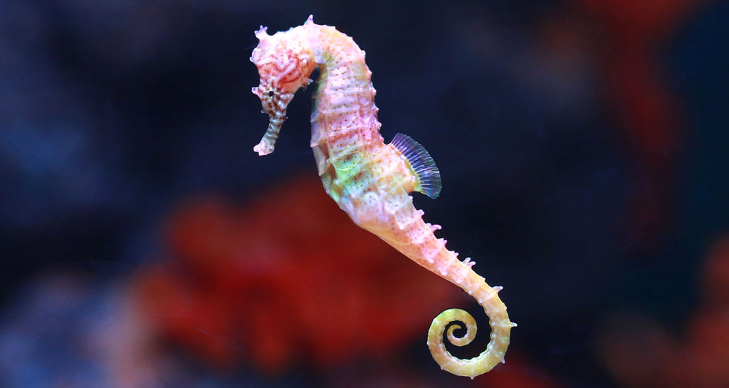 Detail Seahorse Picture Nomer 9
