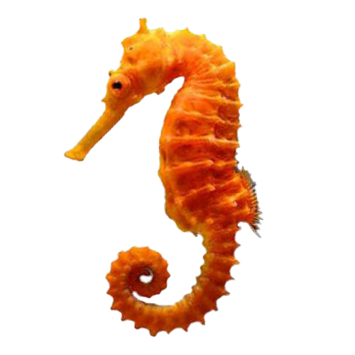 Detail Seahorse Png Nomer 10