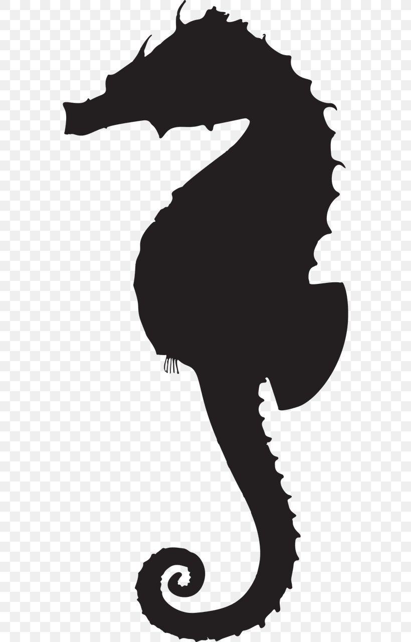 Detail Seahorse Silhouette Png Nomer 27