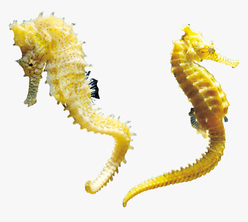 Detail Seahorse Transparent Background Nomer 14