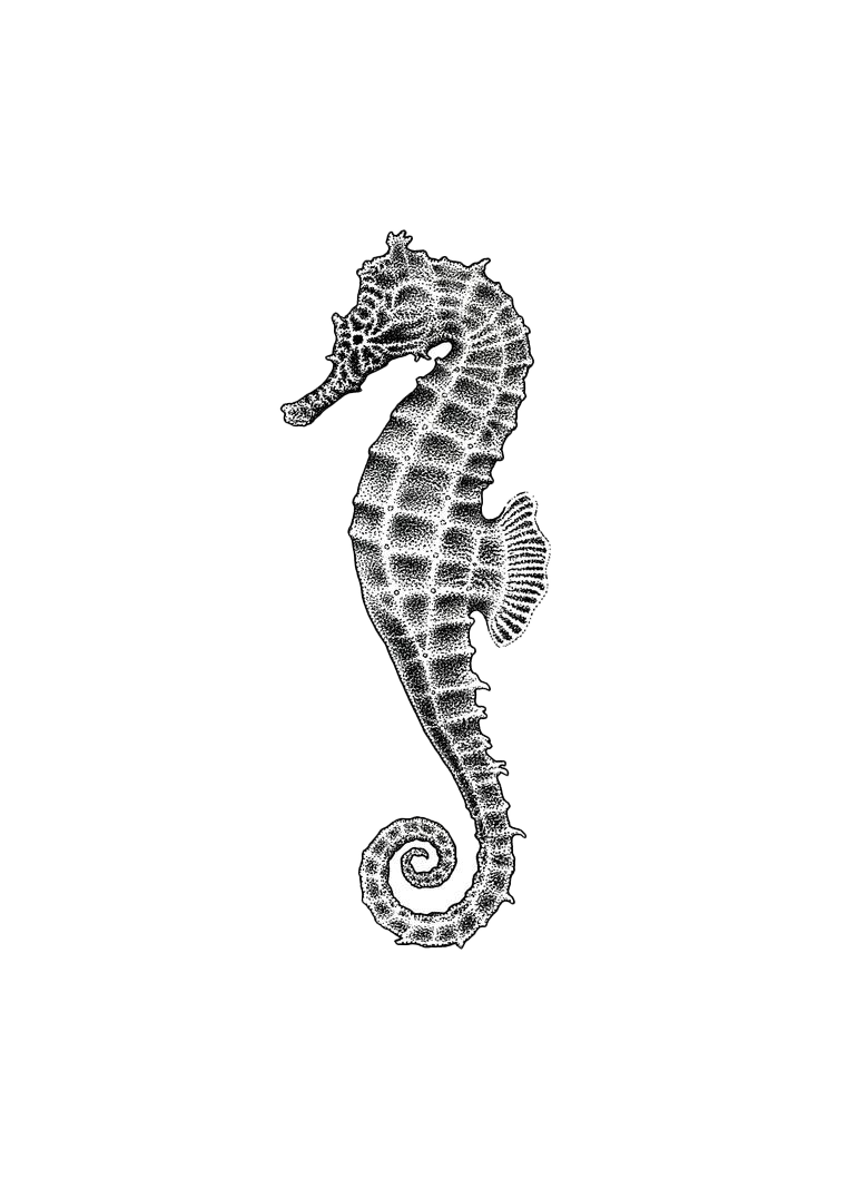 Detail Seahorse Transparent Background Nomer 43