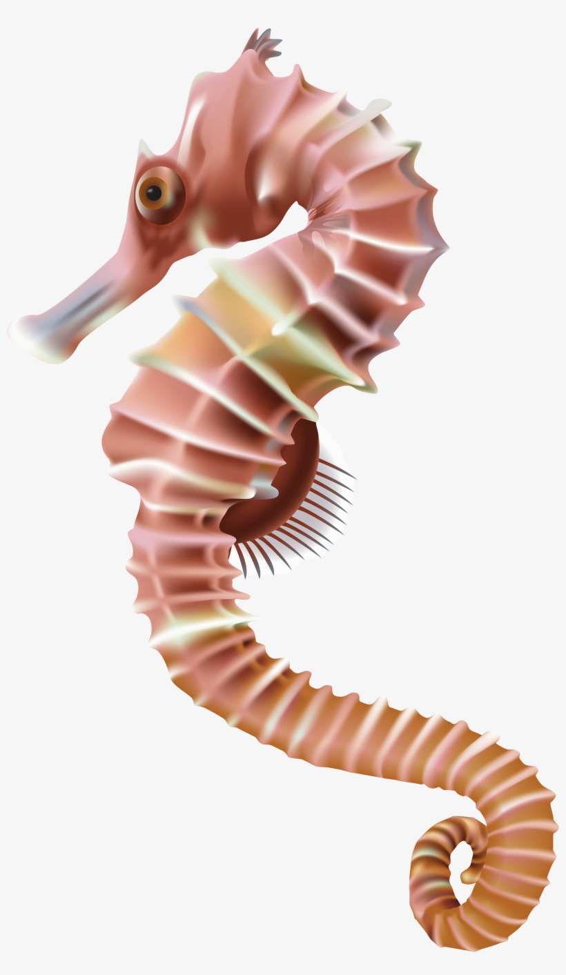 Detail Seahorse Transparent Background Nomer 6