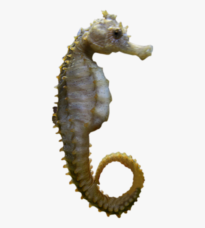 Detail Seahorse Transparent Background Nomer 7