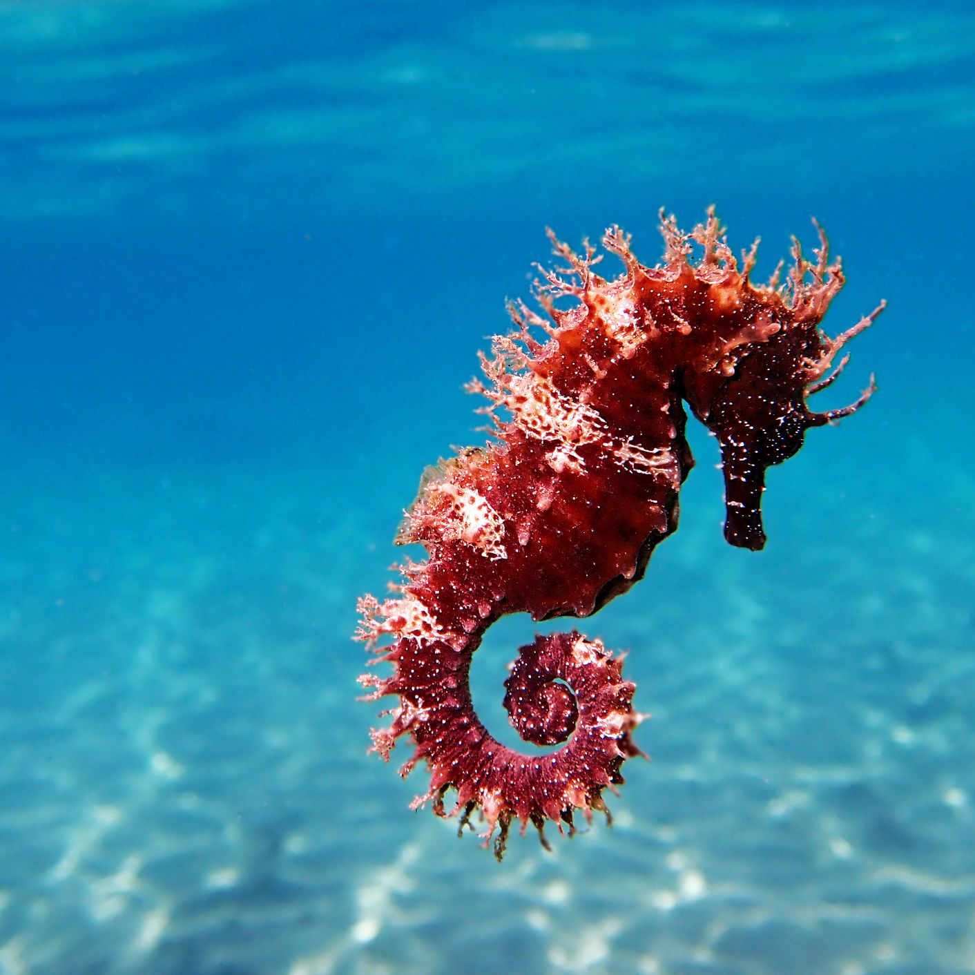 Seahorses Pics - KibrisPDR