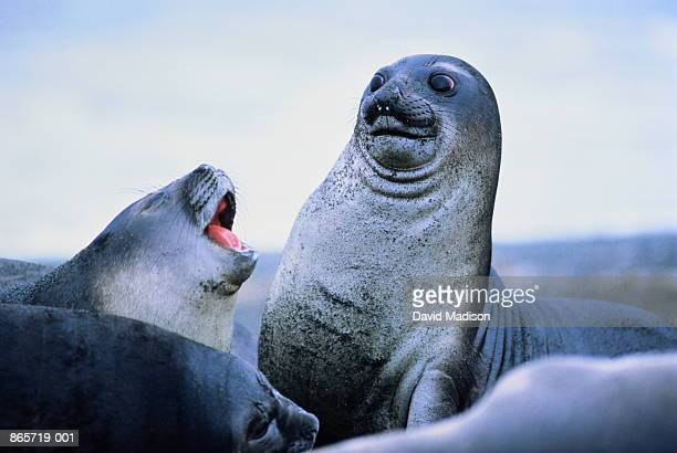 Detail Seal Animal Images Nomer 39