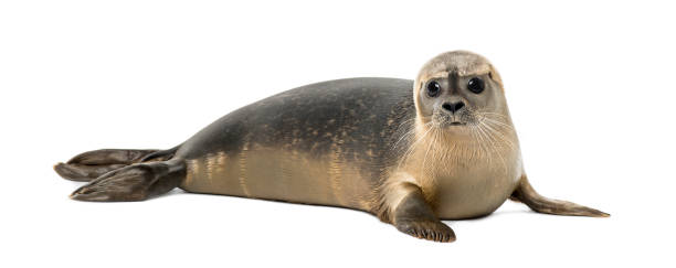 Detail Seal Animal Images Nomer 5