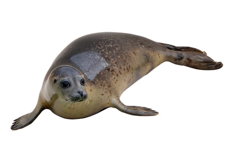 Detail Seal Animal Images Nomer 49