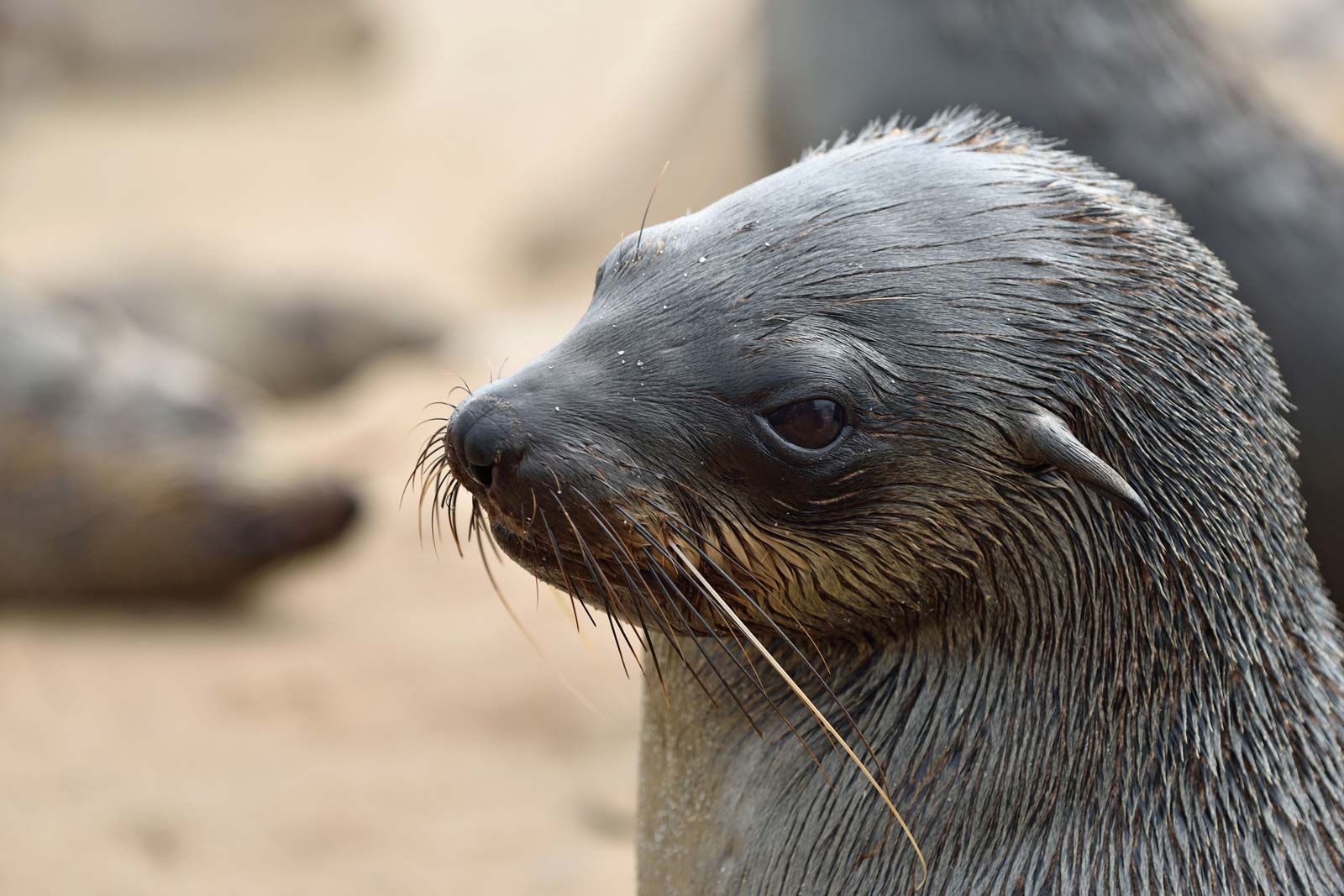 Detail Seal Animal Images Nomer 8