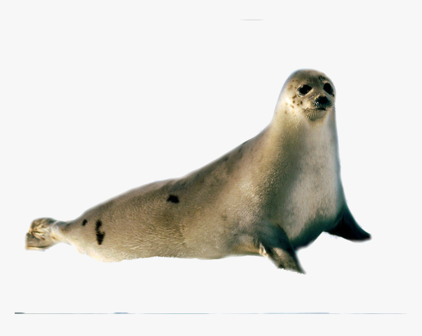 Seal No Background - KibrisPDR