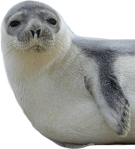 Download Seal Png Nomer 7