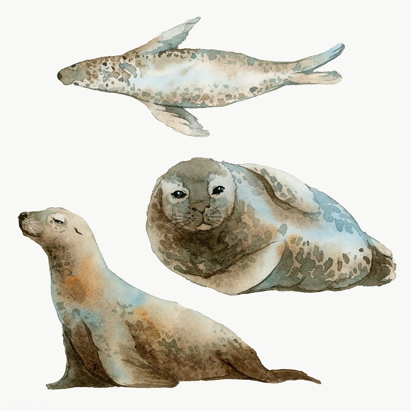 Detail Seal Transparent Background Nomer 40