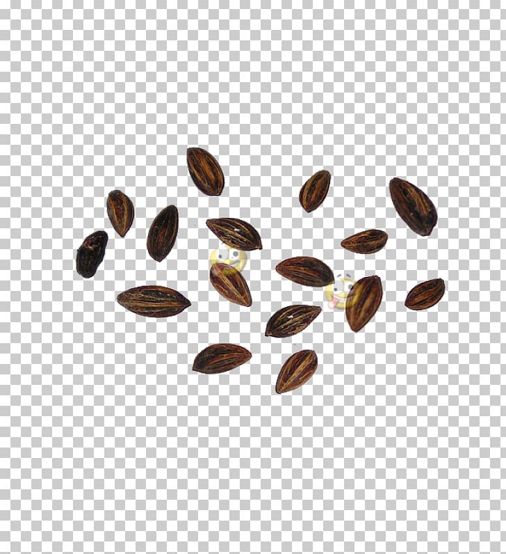 Detail Seeds Png Nomer 20