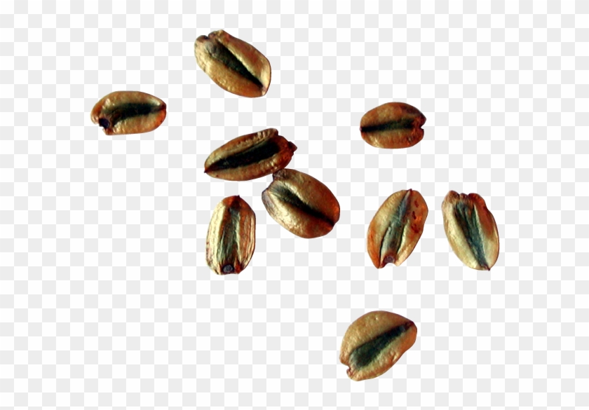 Detail Seeds Png Nomer 27