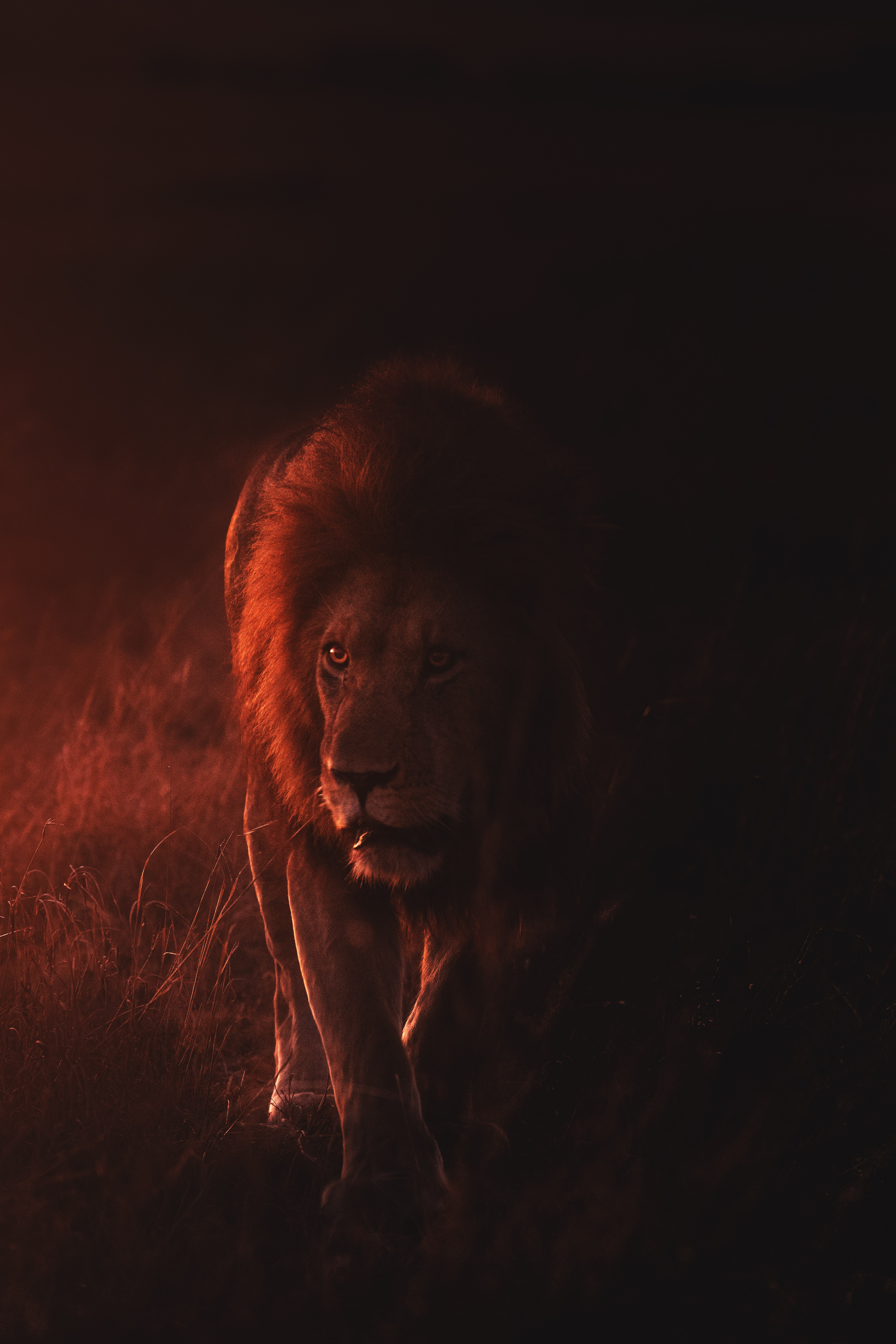 Detail Wallpaper Singa Api Nomer 43