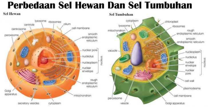 Detail Sel Hewan Gambar Nomer 14