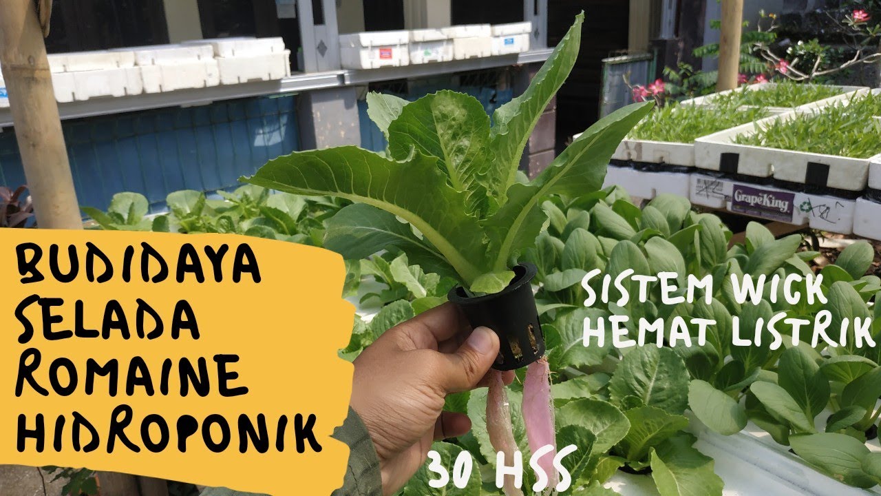 Detail Selada Romaine Hidroponik Nomer 35