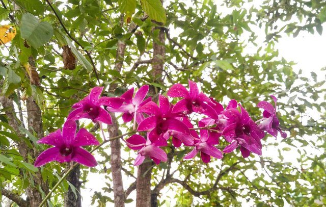 Detail Selamat Pagi Bunga Anggrek Nomer 33