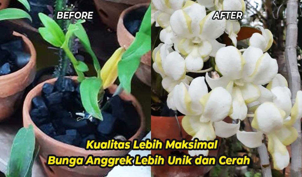 Detail Selamat Pagi Bunga Anggrek Nomer 39