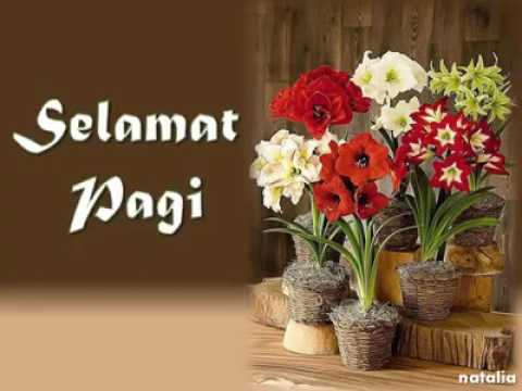 Download Selamat Pagi Bunga Mawar Nomer 21