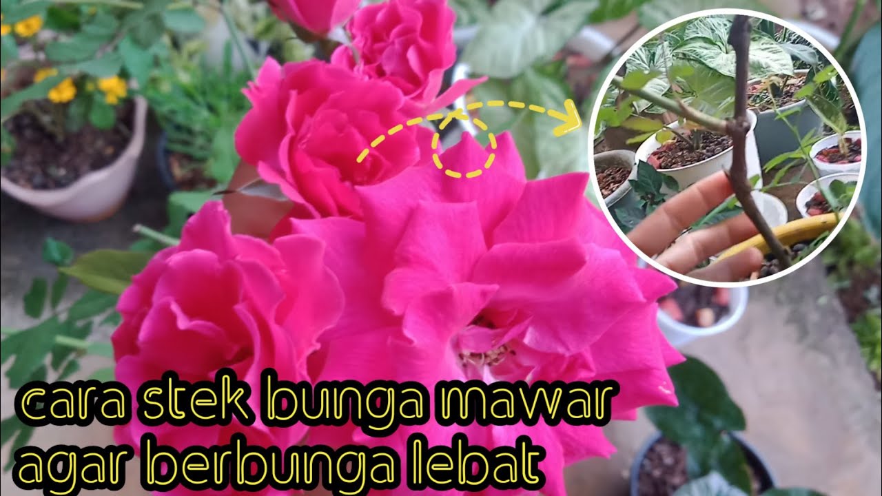 Detail Selamat Pagi Bunga Mawar Nomer 51