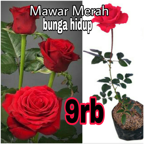 Detail Selamat Pagi Bunga Mawar Nomer 52