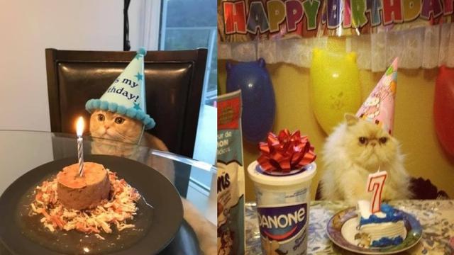 Detail Selamat Ulang Tahun Kucing Nomer 17