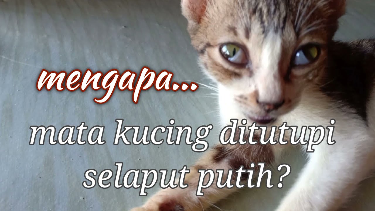 Detail Selaput Mata Kucing Nomer 19