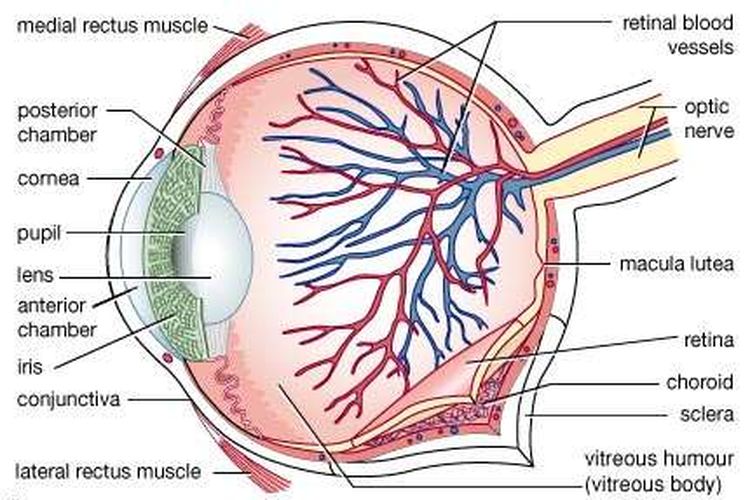 Detail Selaput Pelangi Pada Mata Nomer 34