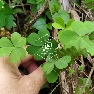 Detail Semanggi Daun 4 Nomer 39