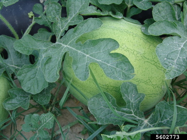 Detail Semangka Citrullus Lanatus Var Lanatus Nomer 11