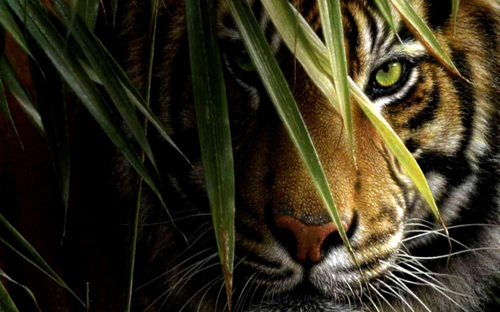 Detail Wallpaper Tiger 3d Nomer 32