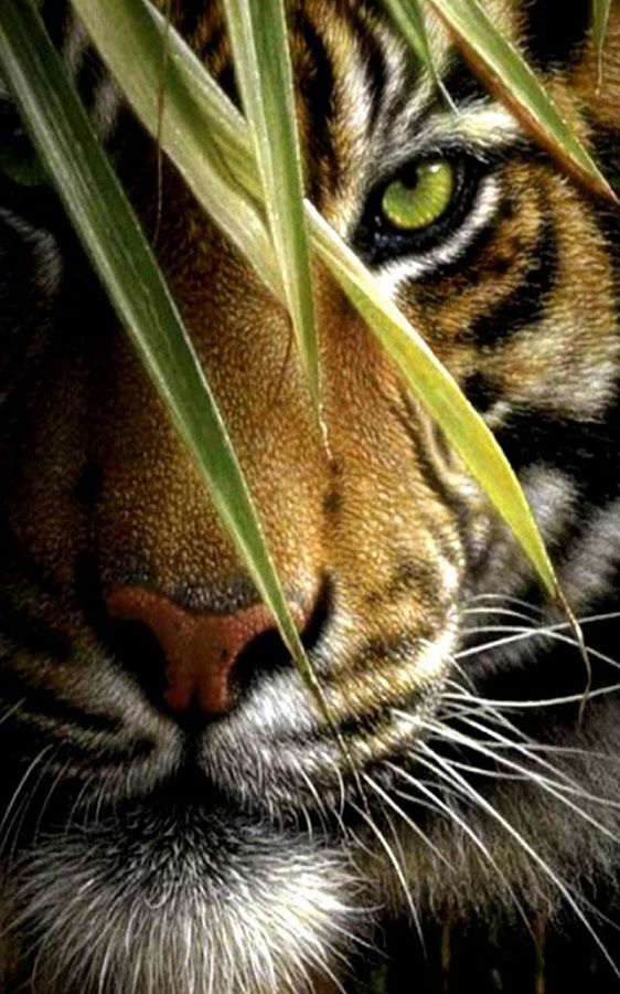 Detail Wallpaper Tiger Hd Nomer 35