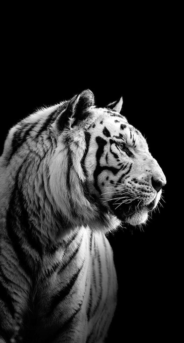 Detail Wallpaper Tiger Hd Nomer 36