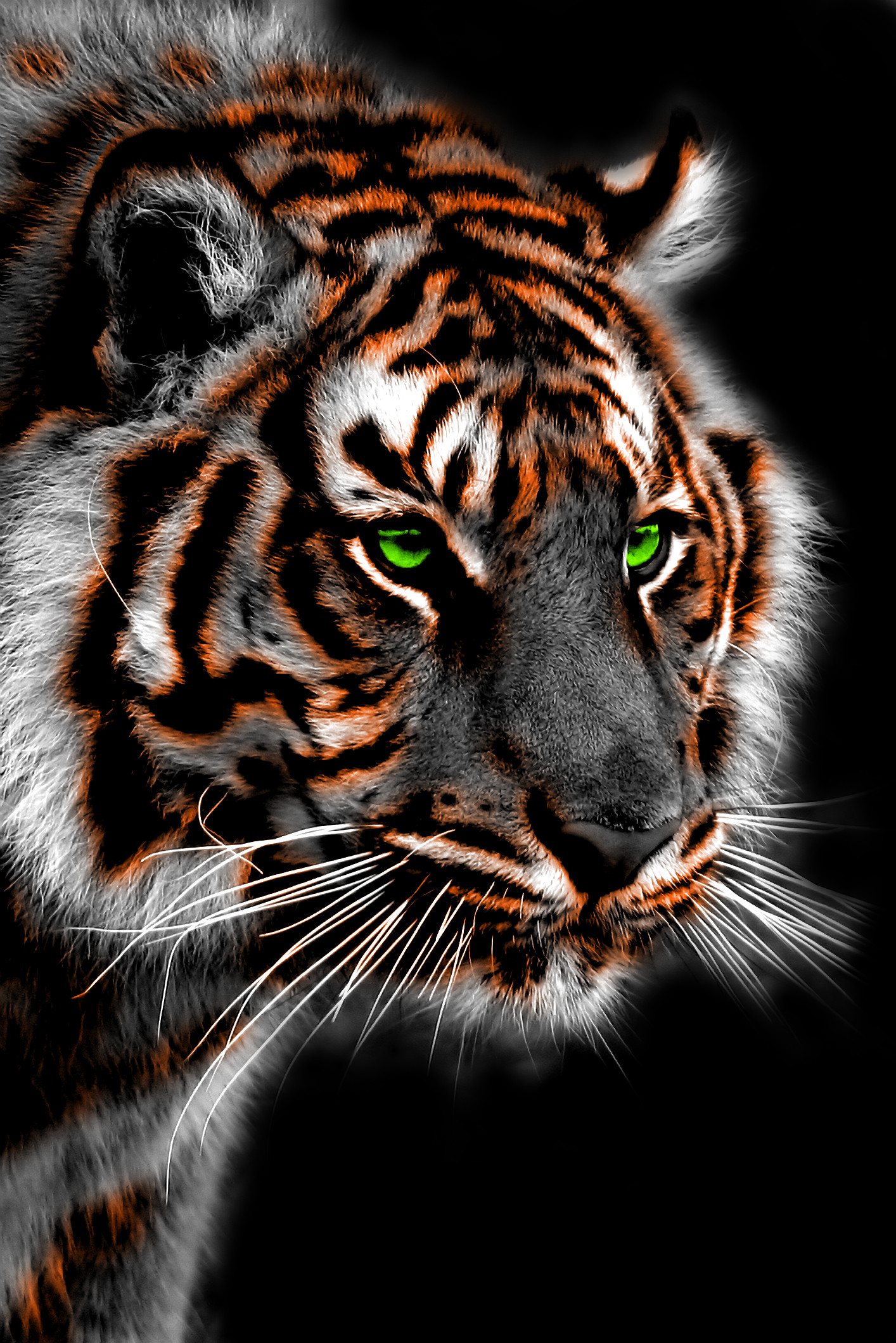 Detail Wallpaper Tiger Hd Nomer 55