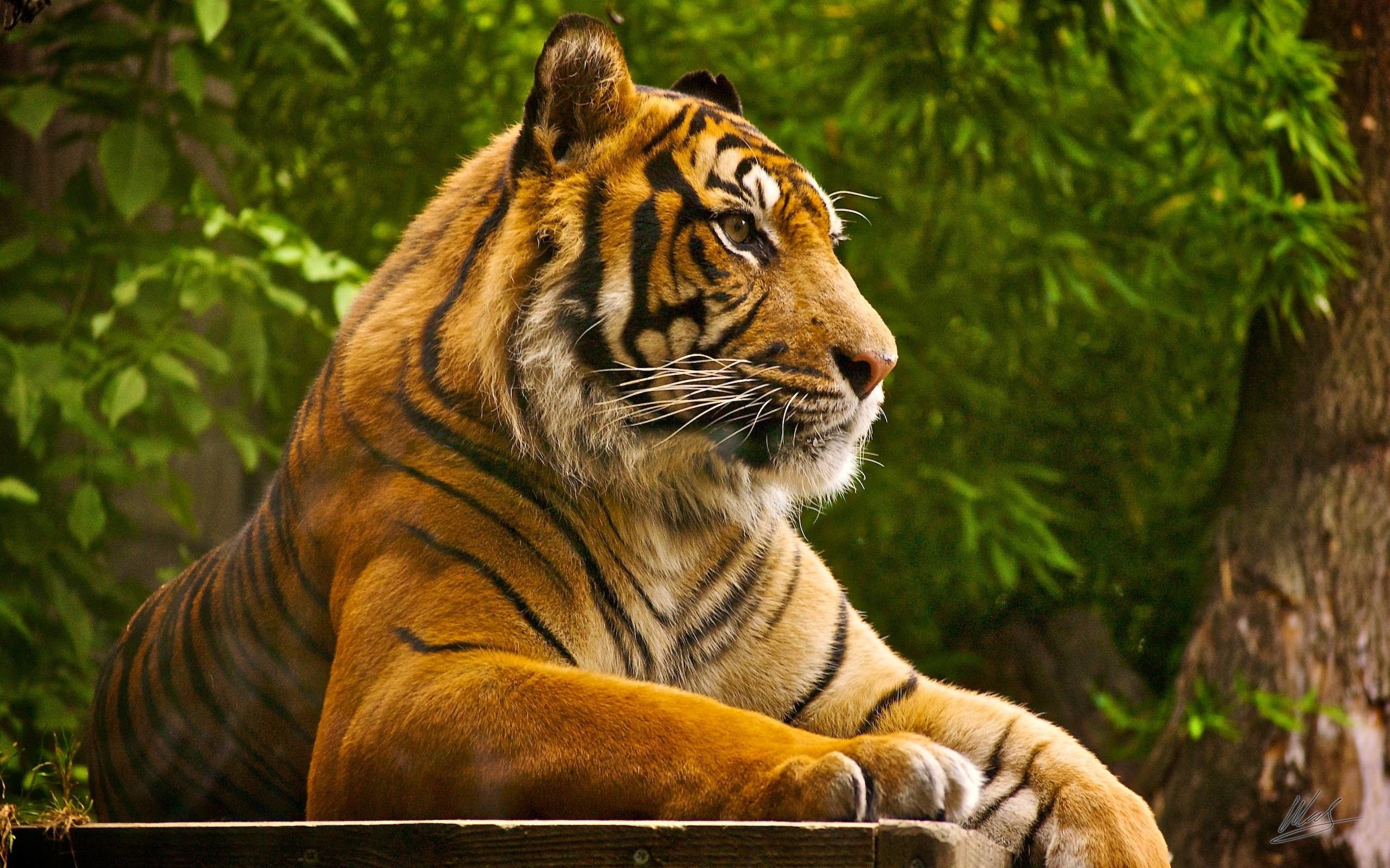 Detail Wallpaper Tiger Hd Nomer 8