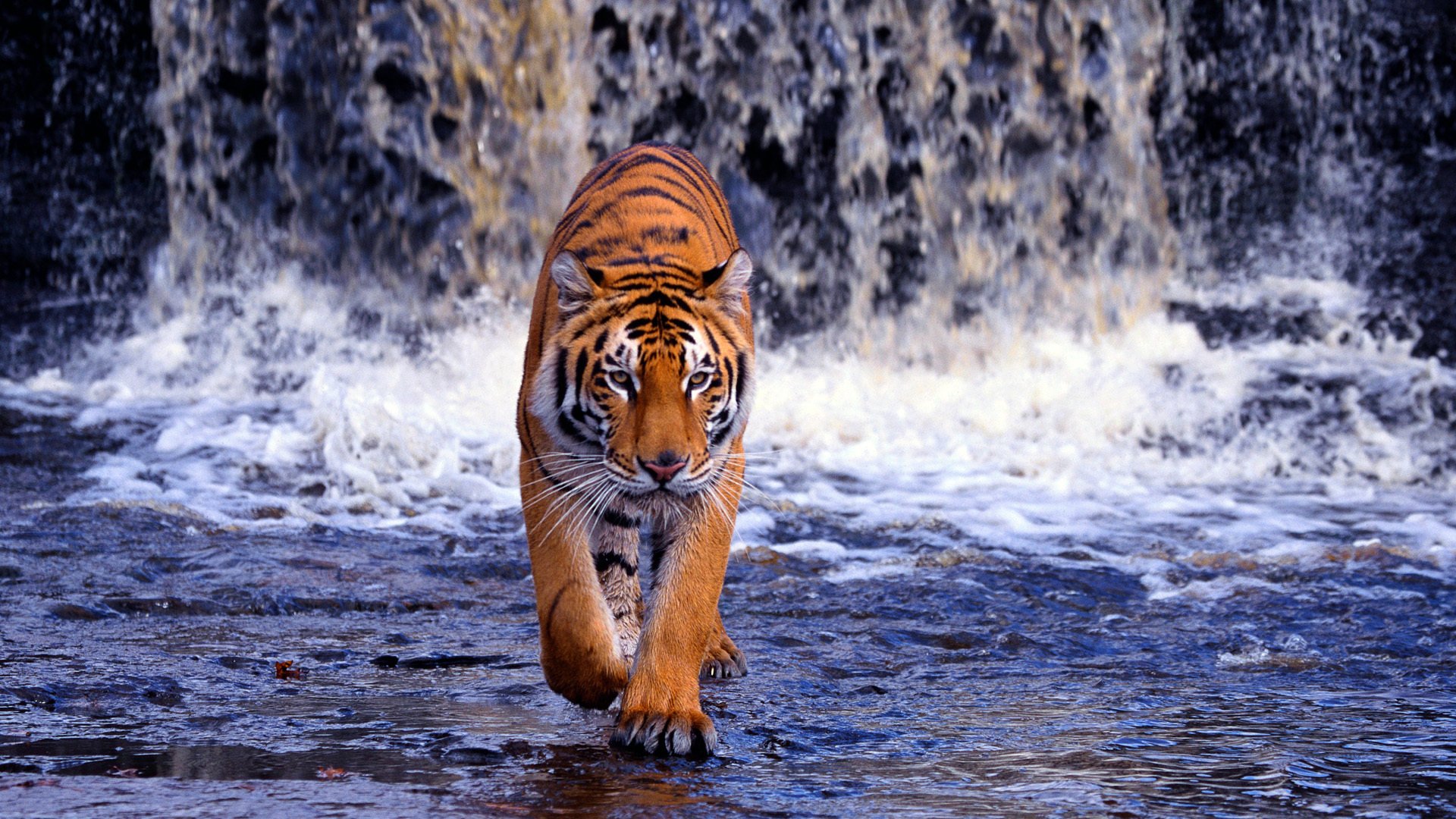 Detail Wallpaper Tiger Hd Nomer 9