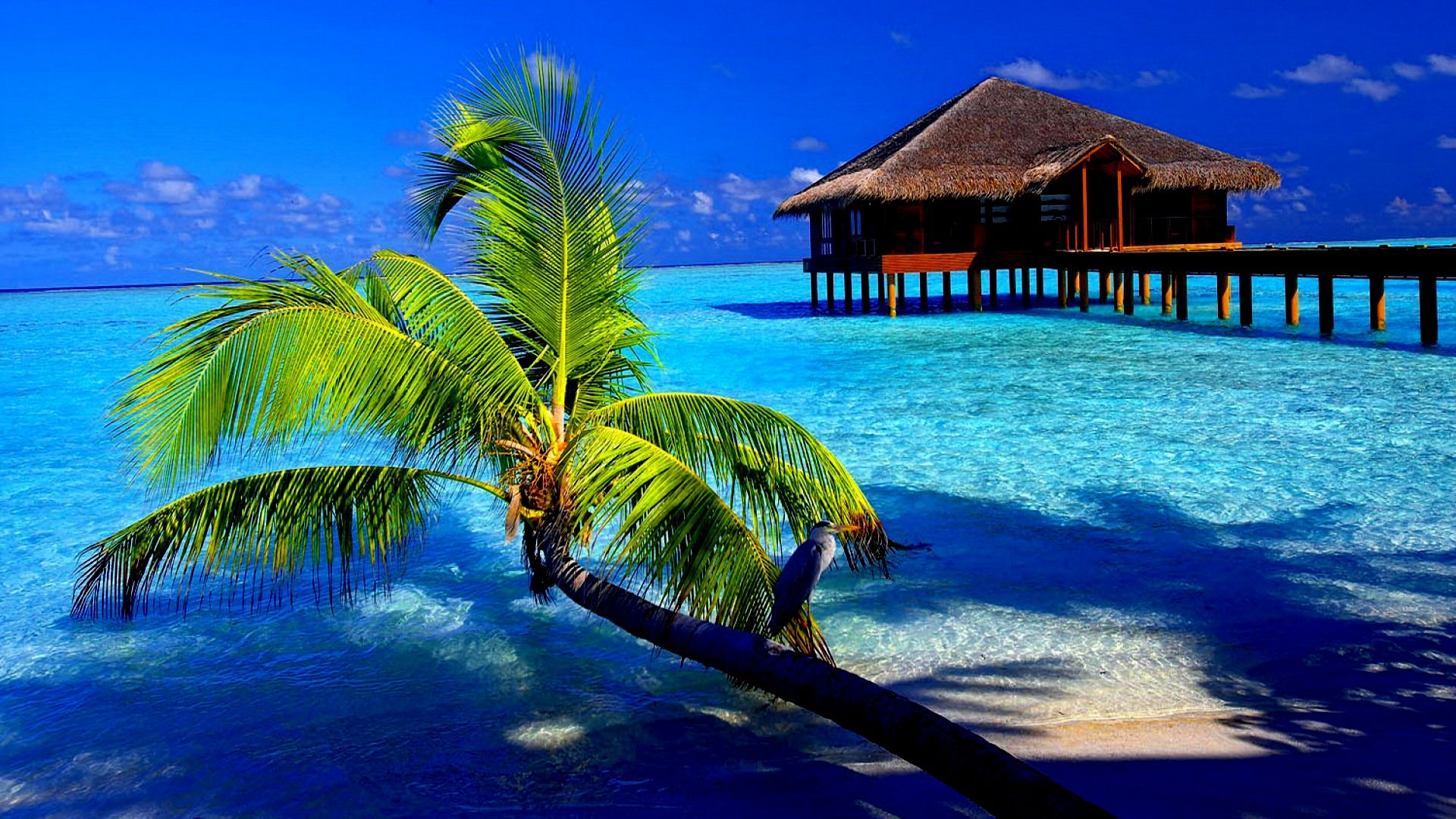 Download Wallpaper Tropical Hd Nomer 17