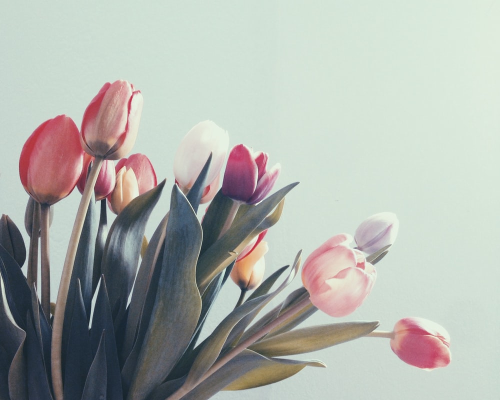 Detail Wallpaper Tulip Nomer 14