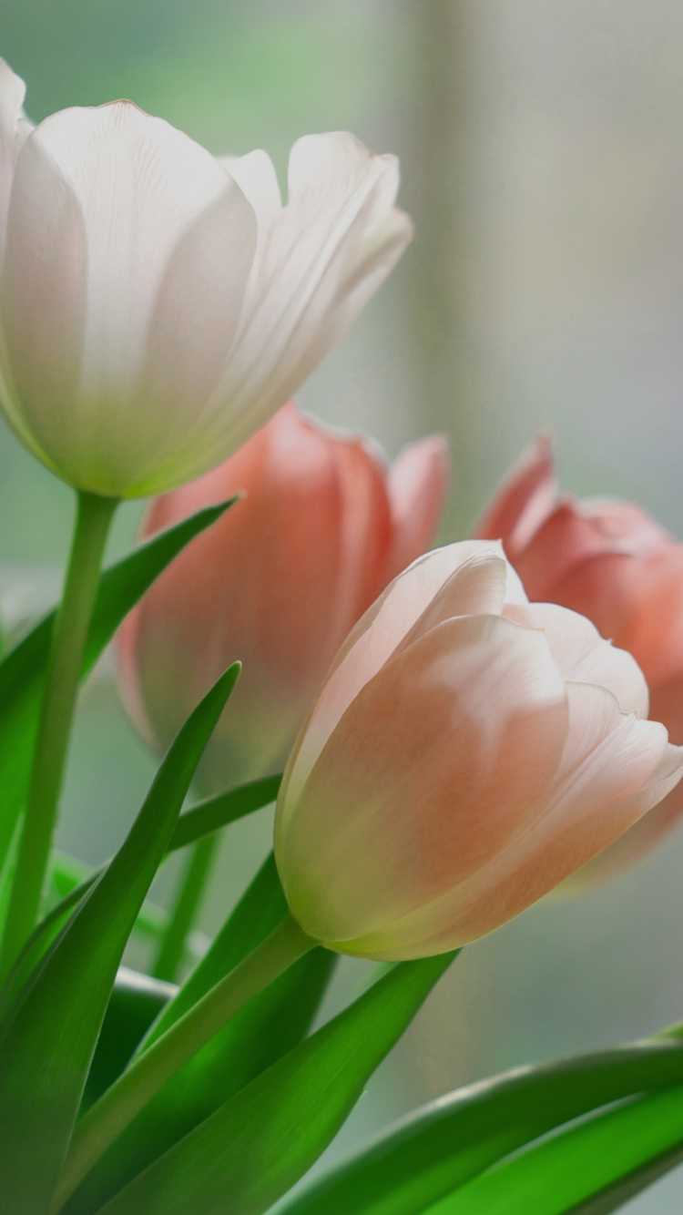 Download Wallpaper Tulip Nomer 20