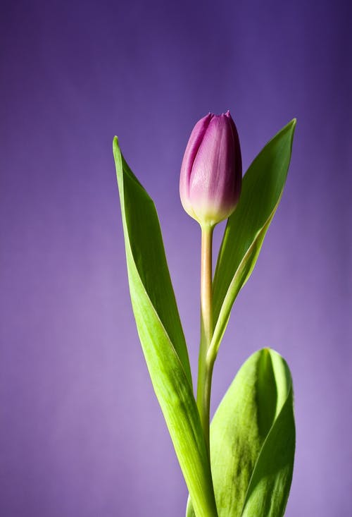 Detail Wallpaper Tulip Nomer 4