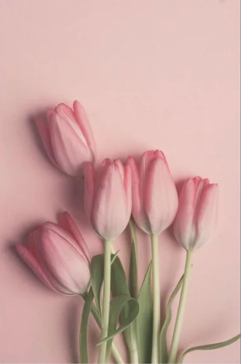 Detail Wallpaper Tulip Nomer 31