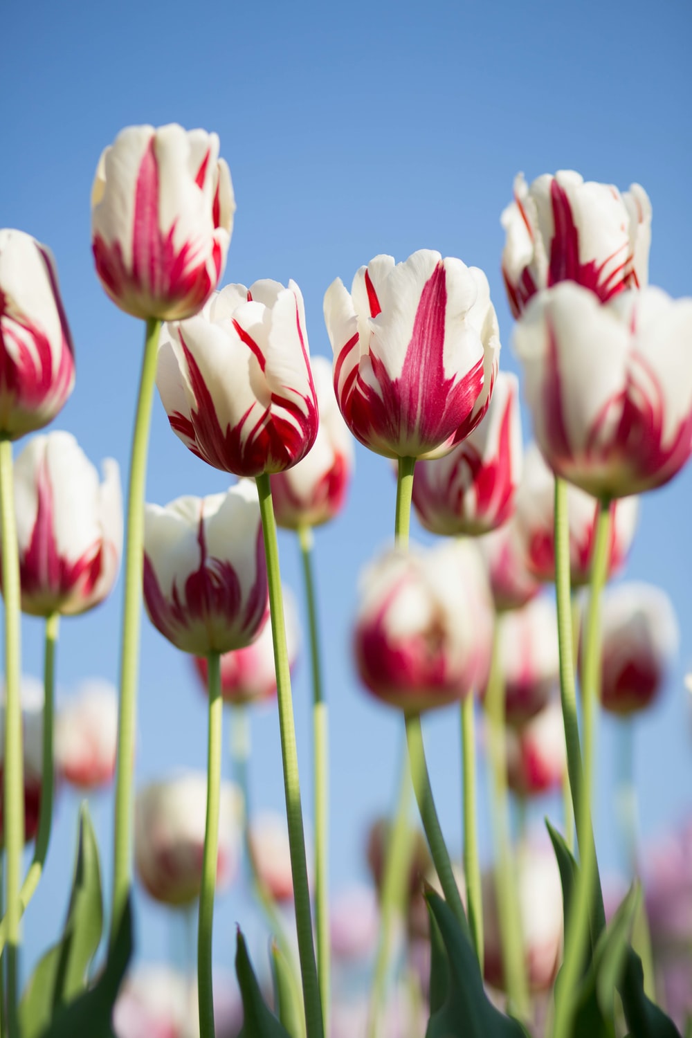 Detail Wallpaper Tulip Nomer 5