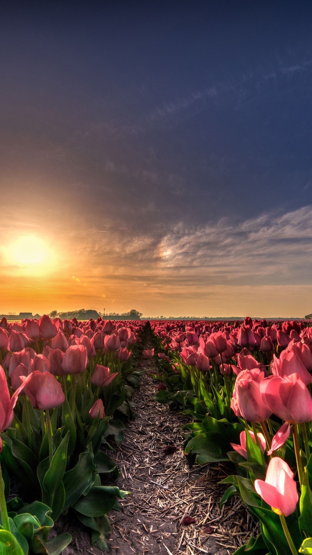 Download Wallpaper Tulip Nomer 44