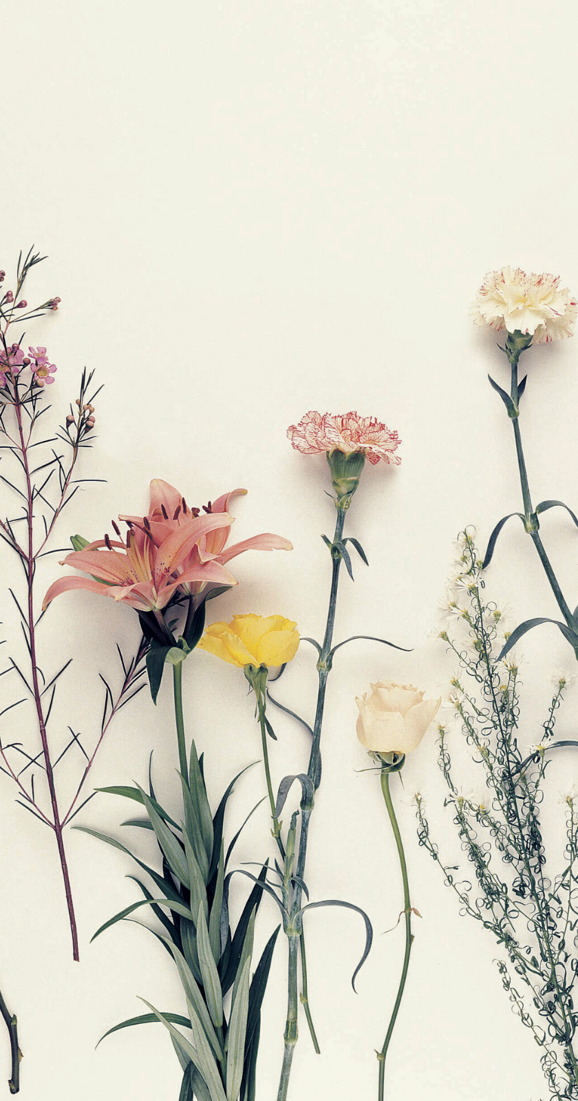 Detail Wallpaper Tumblr Flower Nomer 8