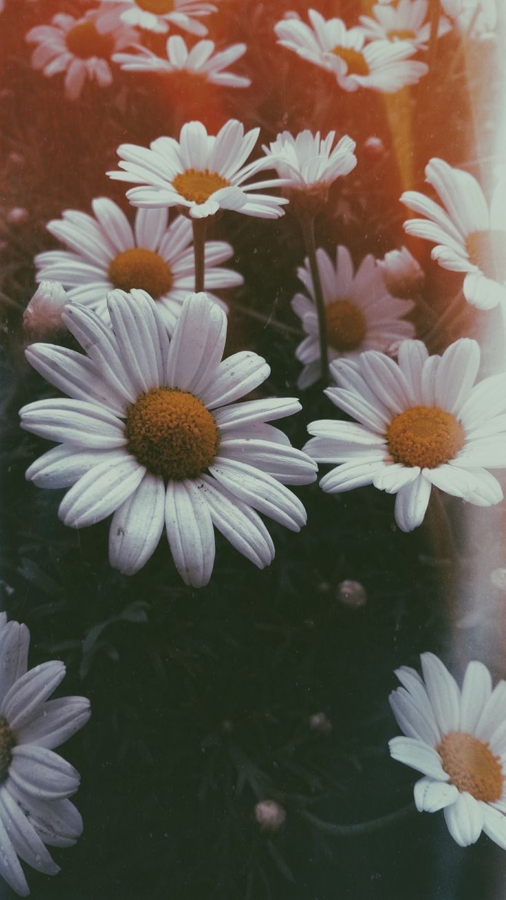 Detail Wallpaper Tumblr Flower For Iphone Nomer 14