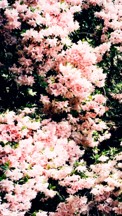 Detail Wallpaper Tumblr Flower For Iphone Nomer 4