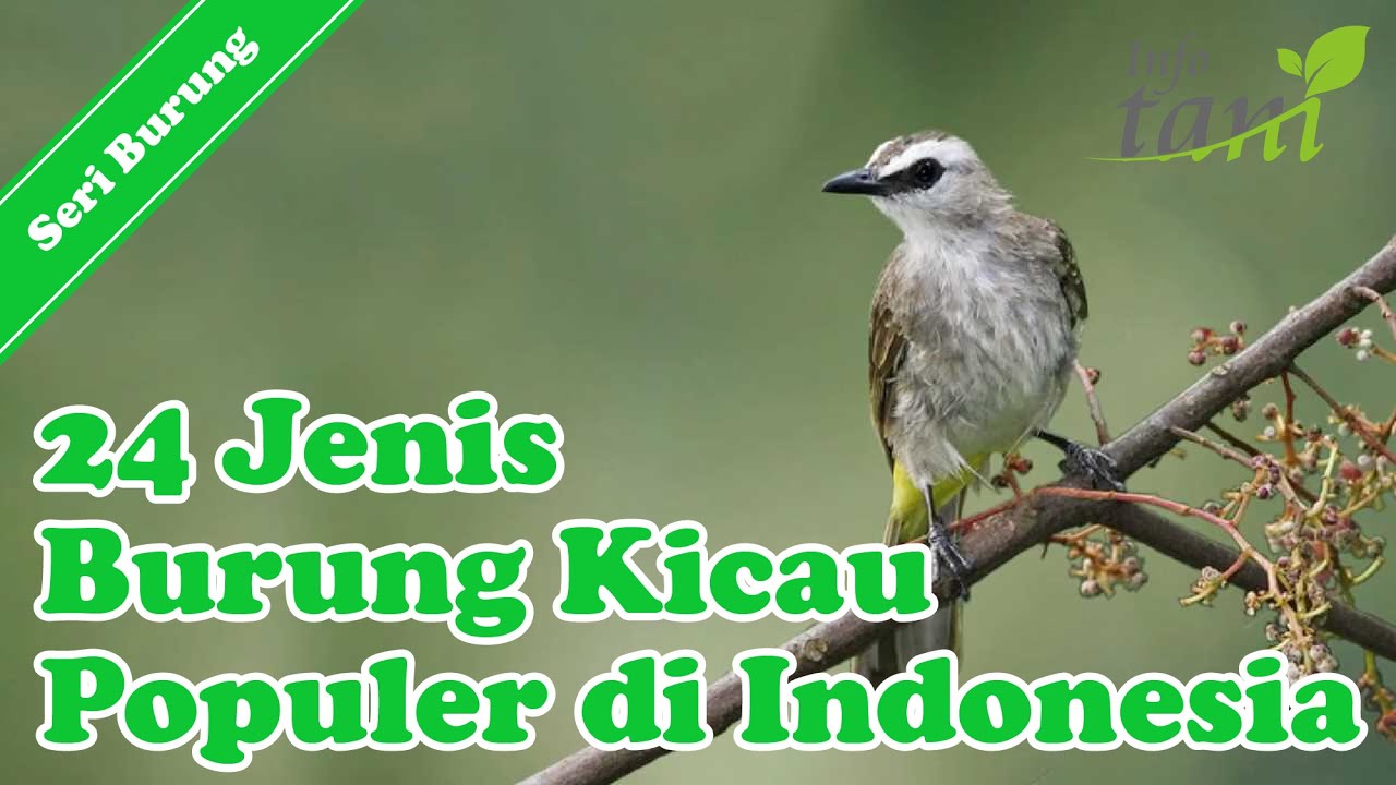 Detail Semua Burung Berkicau Nomer 2